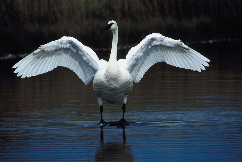 trumpeter swan with wings spread November 2013