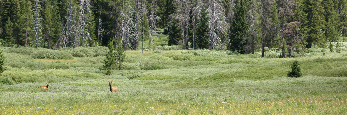 Elk in a grassy meadow with pine trees in the distance