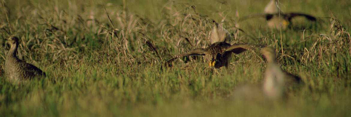 Sage grouse fly in a green field