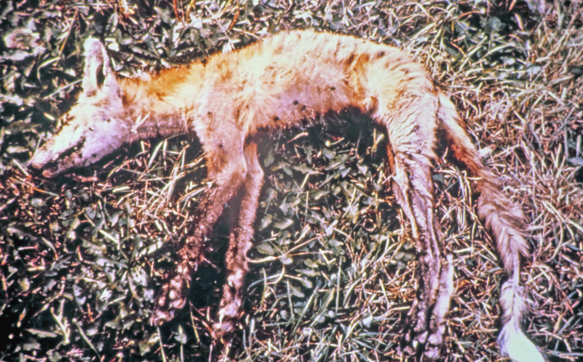 red-fox-mange-tom-and-beth-thorne-wda