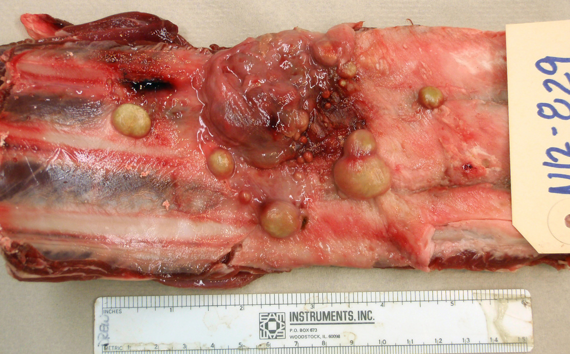 mule-deer-rib-cage-archanobacter-nodules