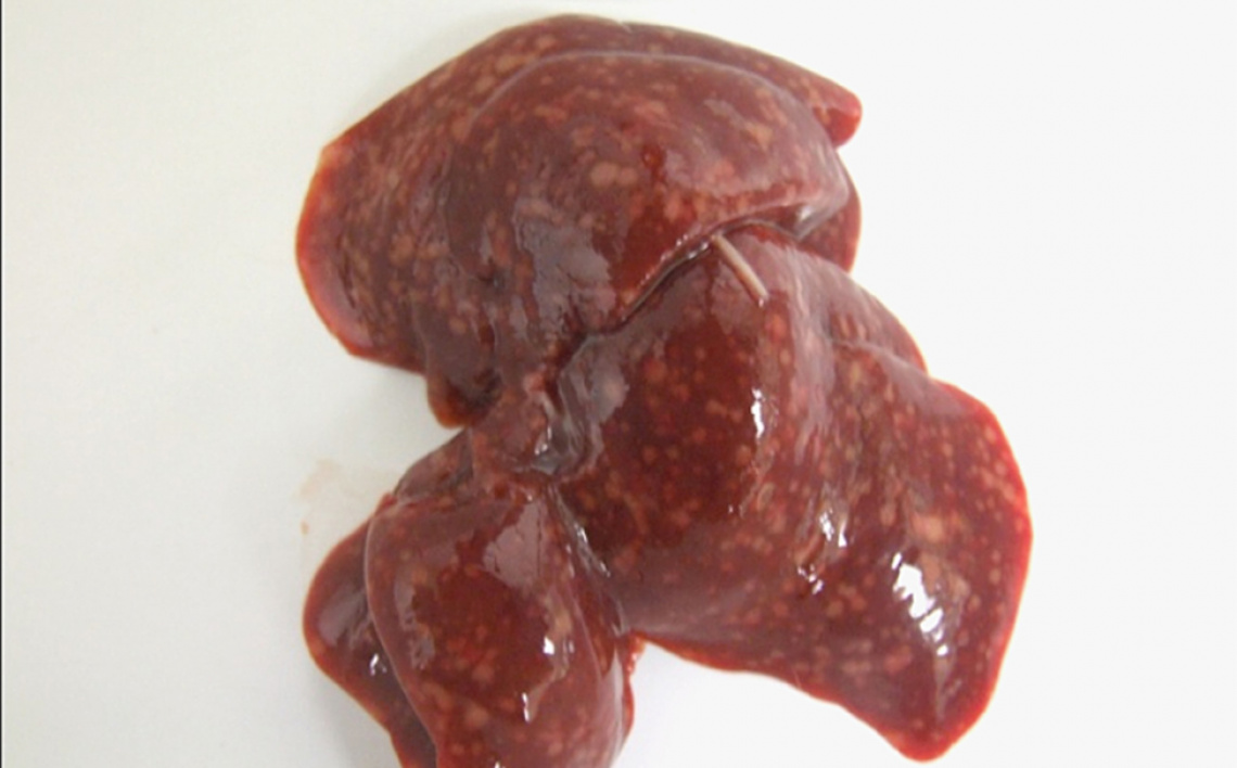 rabbit-liver-tuleremia