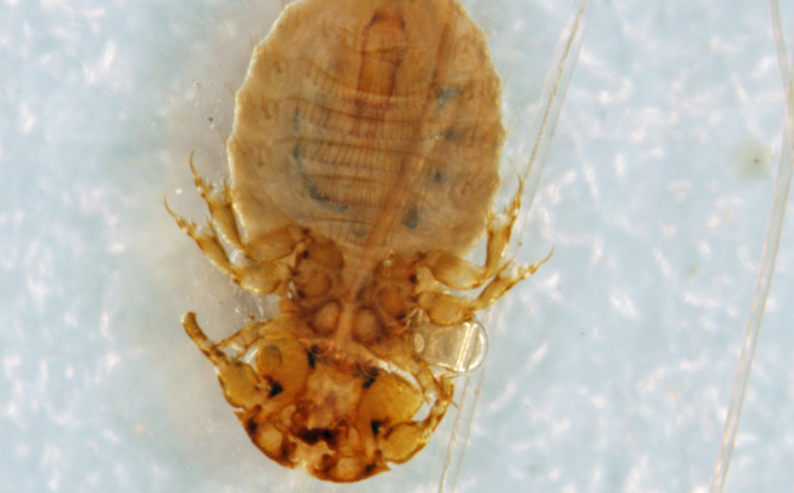 wolf-louse-trichodectes