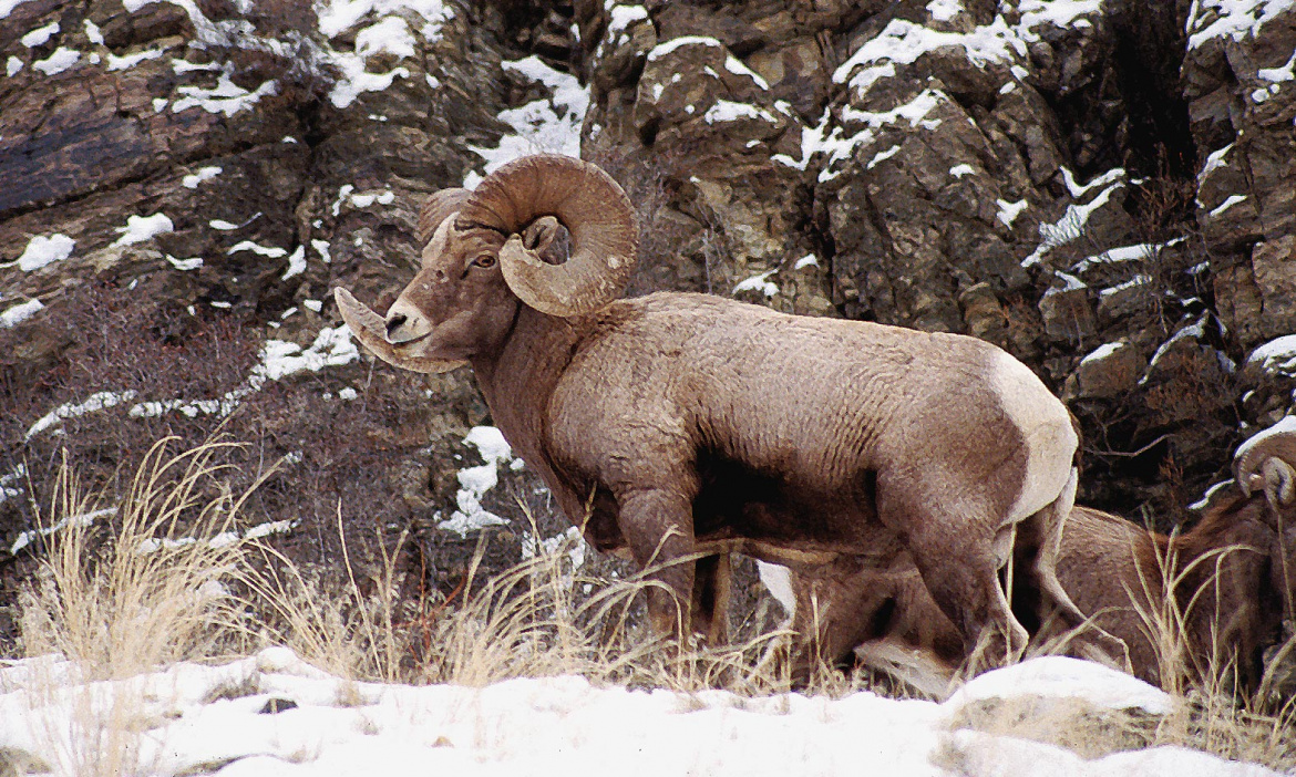 bighorn ram in rocks, grass, and snow Gary Powers