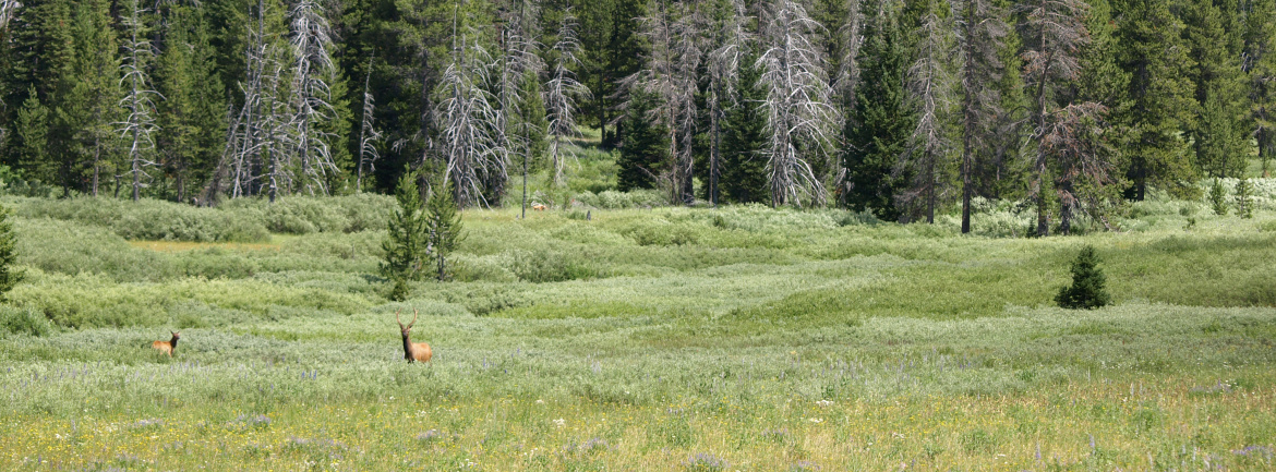 Elk in a grassy meadow with pine trees in the distance