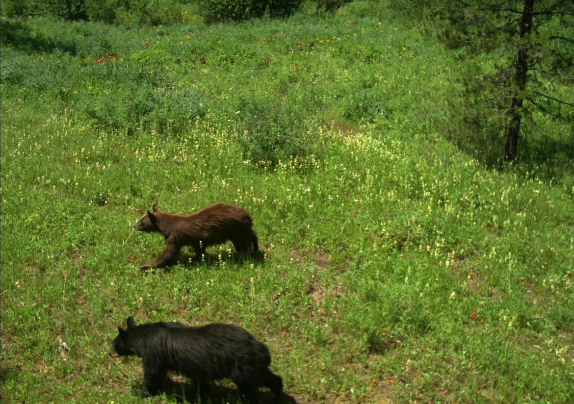 Black bears from game camera