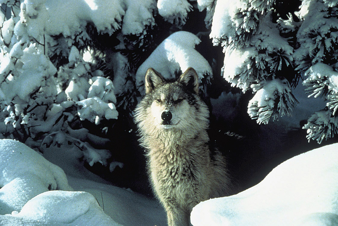 medium shot of a gray wolf in snow