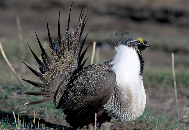 sage grouse September 2005