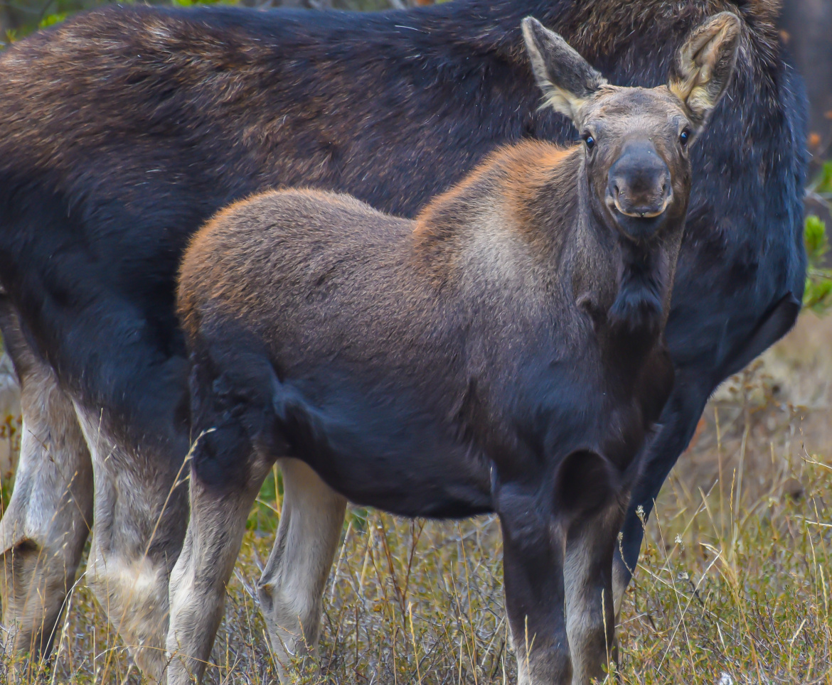 Calf Moose