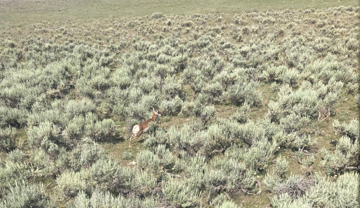 Pronghorn Capture