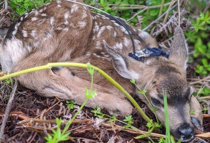 White-tailed deer study fawn.jpeg