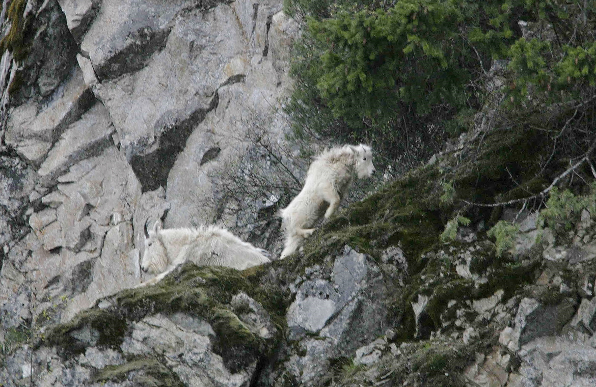 mountain goats in rocks April 2007