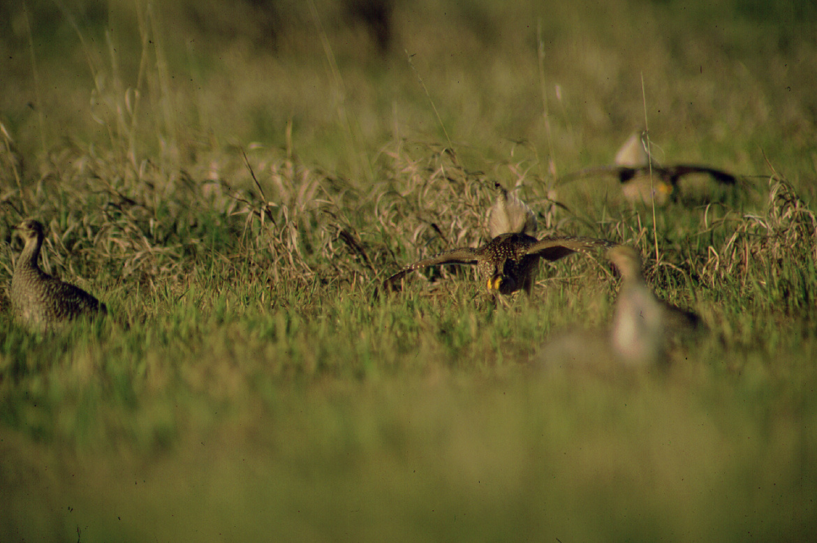 Sage grouse fly in a green field