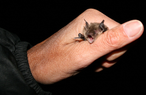 Bat being held in a hand October 2009