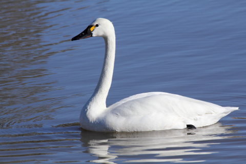 quiz-swan-course-q10-which-species