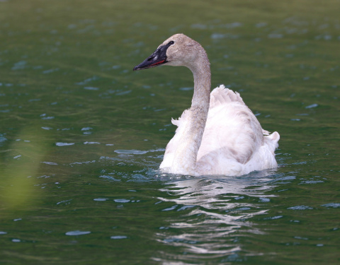 quiz-swan-course-q11-which-species