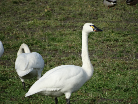 quiz-swan-course-q13-which-species