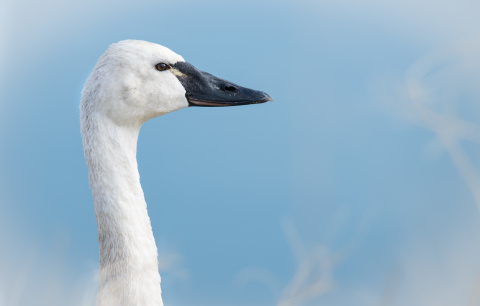 quiz-swan-course-q7-which-species