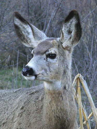 Young Mule deer in the MKNC