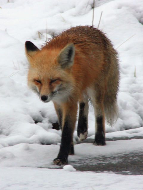 Red fox on the StreamWalk