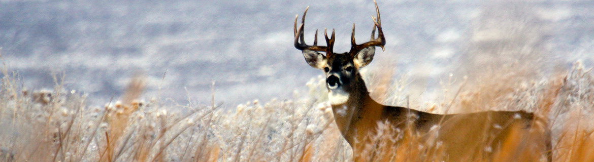 White Tail Deer Camas Wildlife Refuge / Photo by Dave Albiston