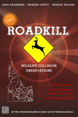 Roadkill