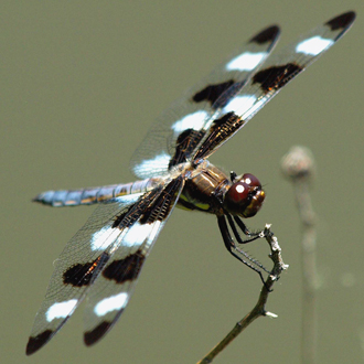 Brilliant Dragonfly / Photo by Tony Attanasio