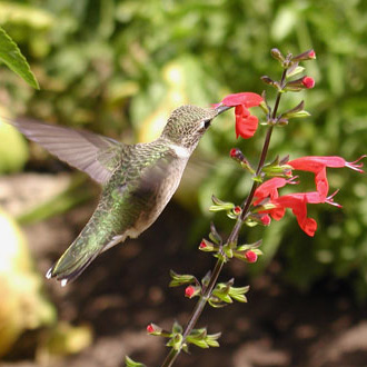 Hummingbird