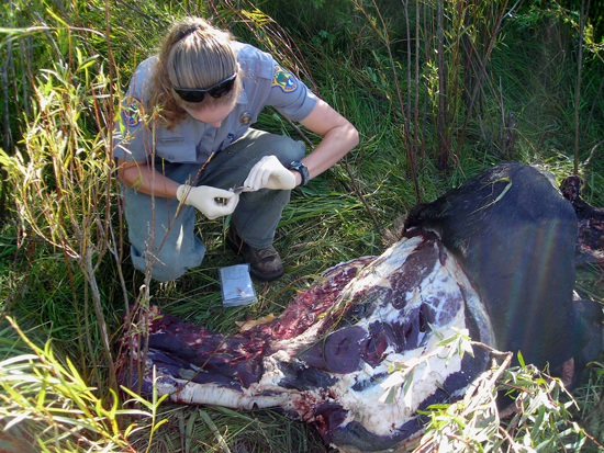 Officer collecting forensic evidence