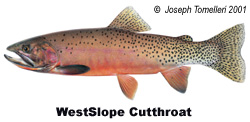Westslope cutthroat Trout