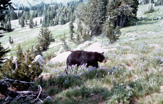 Black Bear Crossing Meadow