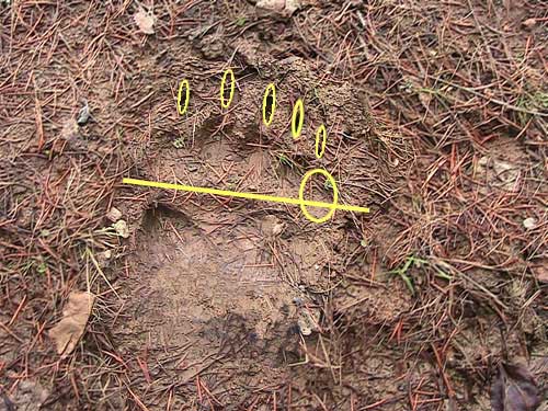 Does anyone know what kind of tracks, foot print or animal this belongs ...