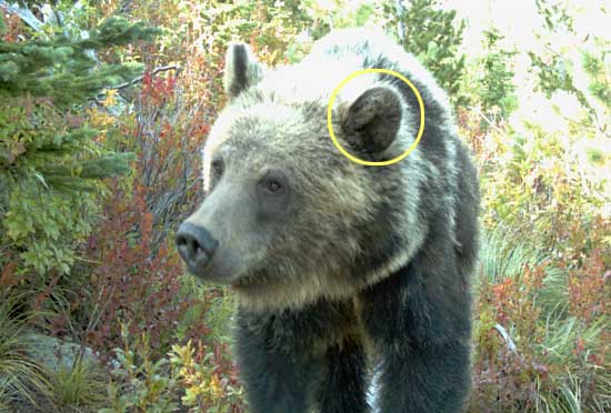 Ear Shape - Bear Identification Program | Idaho Fish and Game