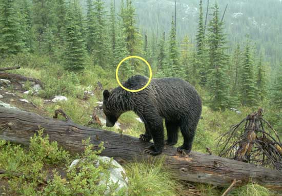 Shoulder Hump - Bear Identification Program | Idaho Fish and Game