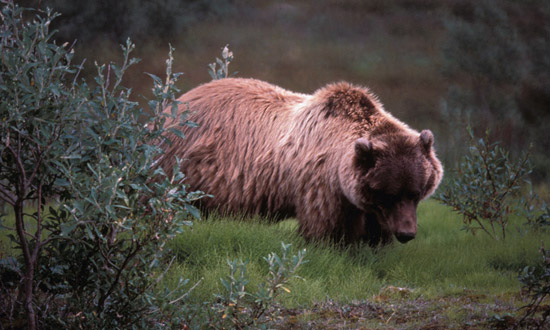 Grizzly Bear Conservation and Management