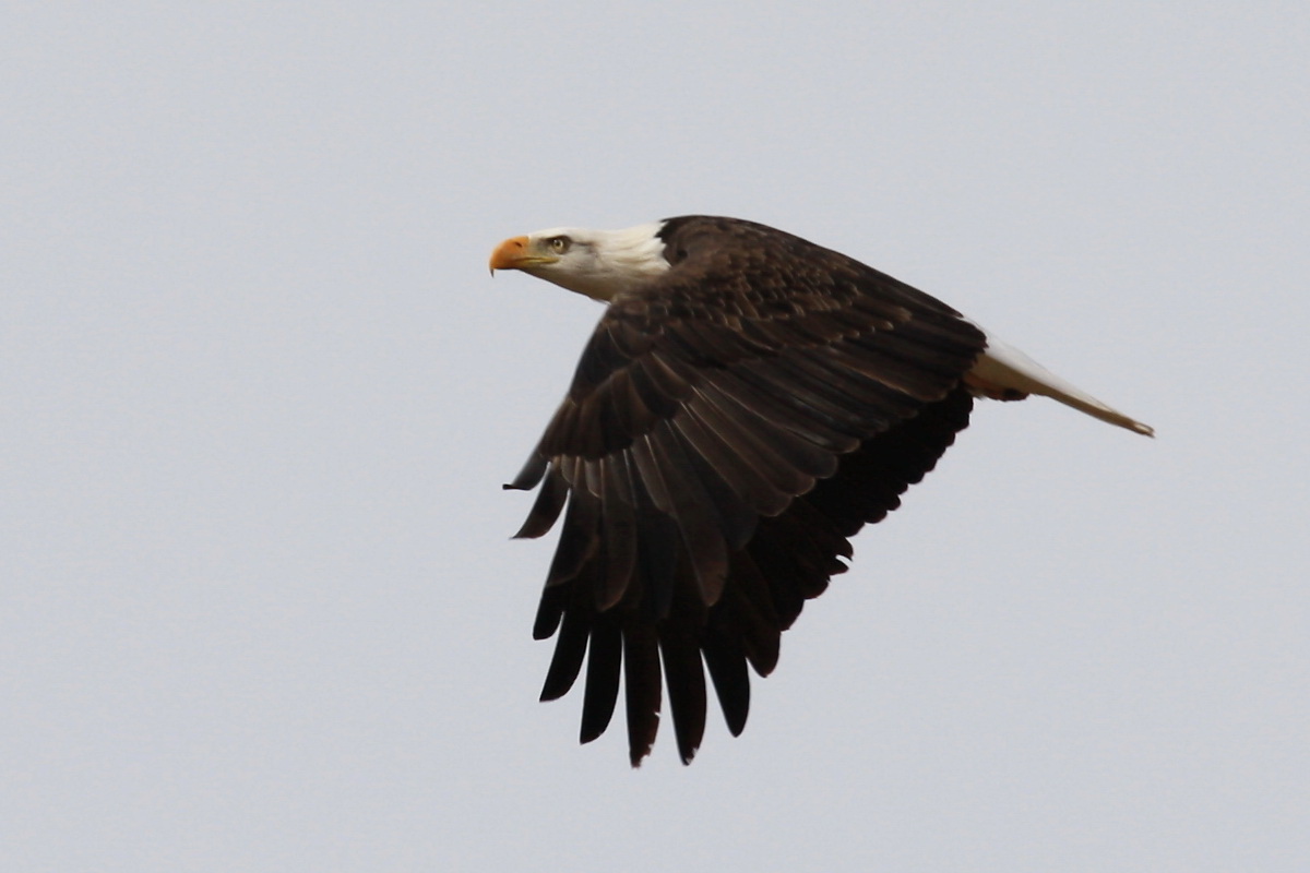 bald eagle in flight Wallace Keck November 2011