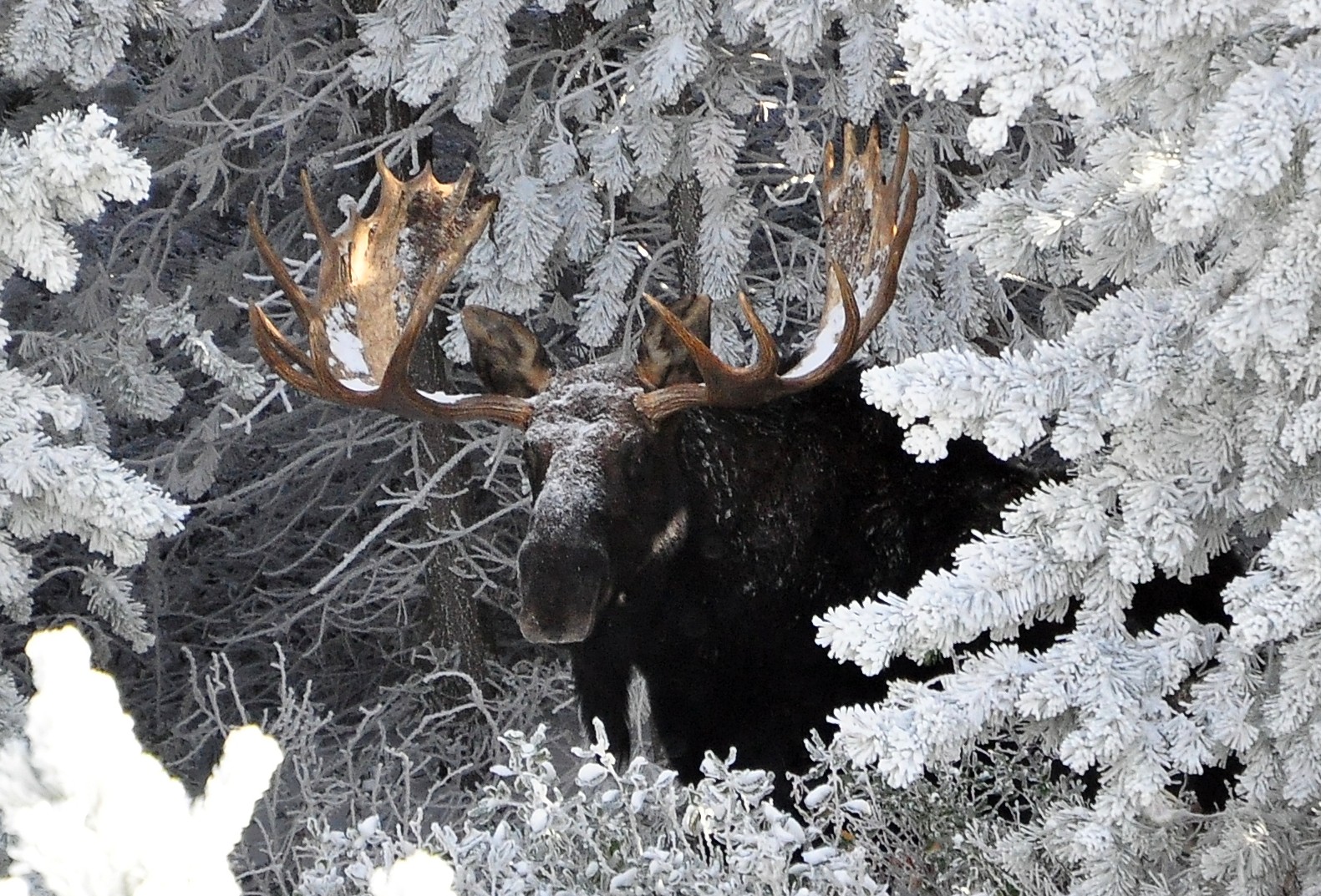 Open house in Salmon set to collect comments on moose, bighorn sheep
