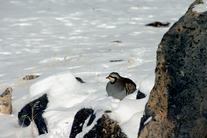 chukar in snow medium shot July 2004