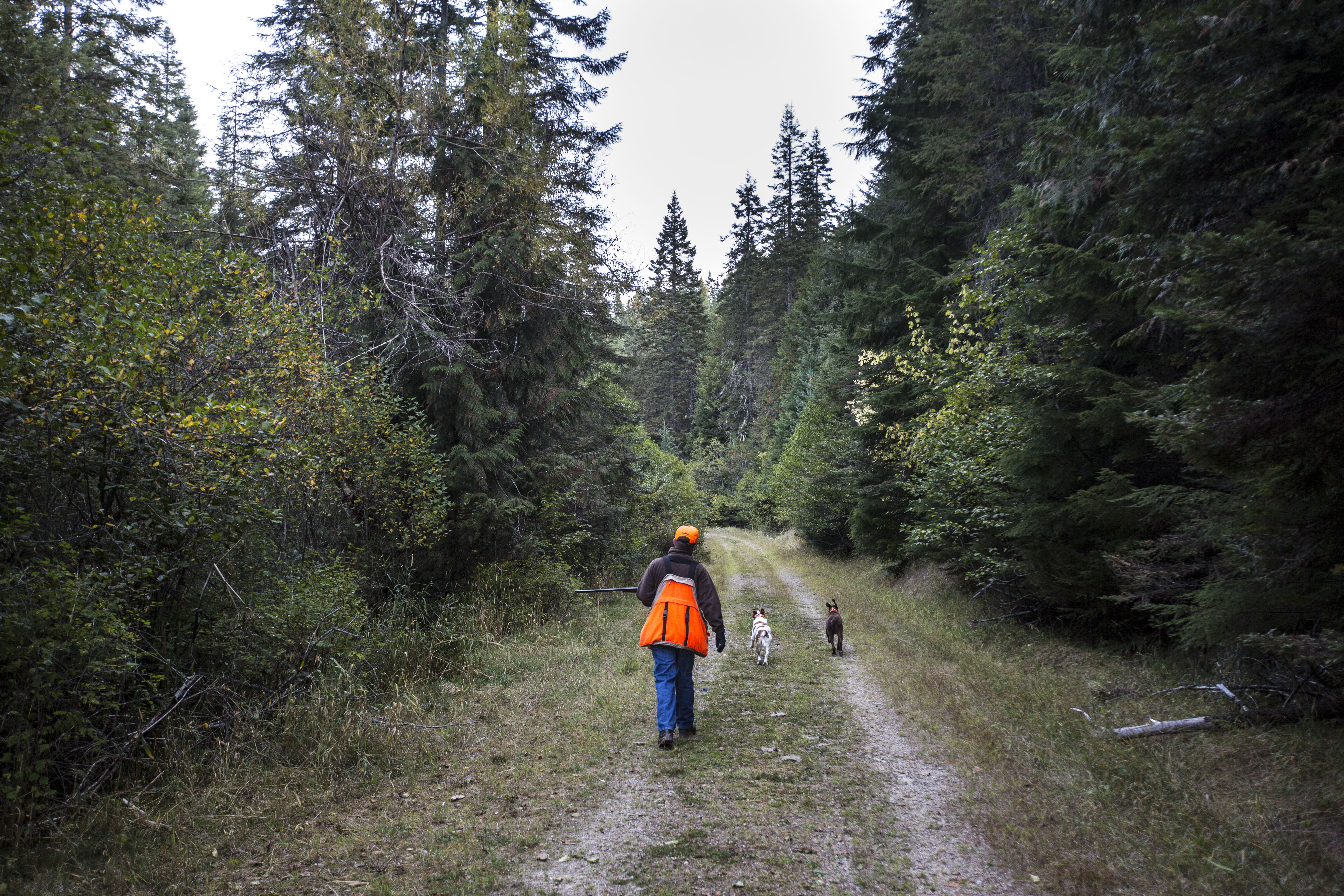 Rob Ryan hunting grouse in the panhandle dressed in hunter orange with his dogs September 2015