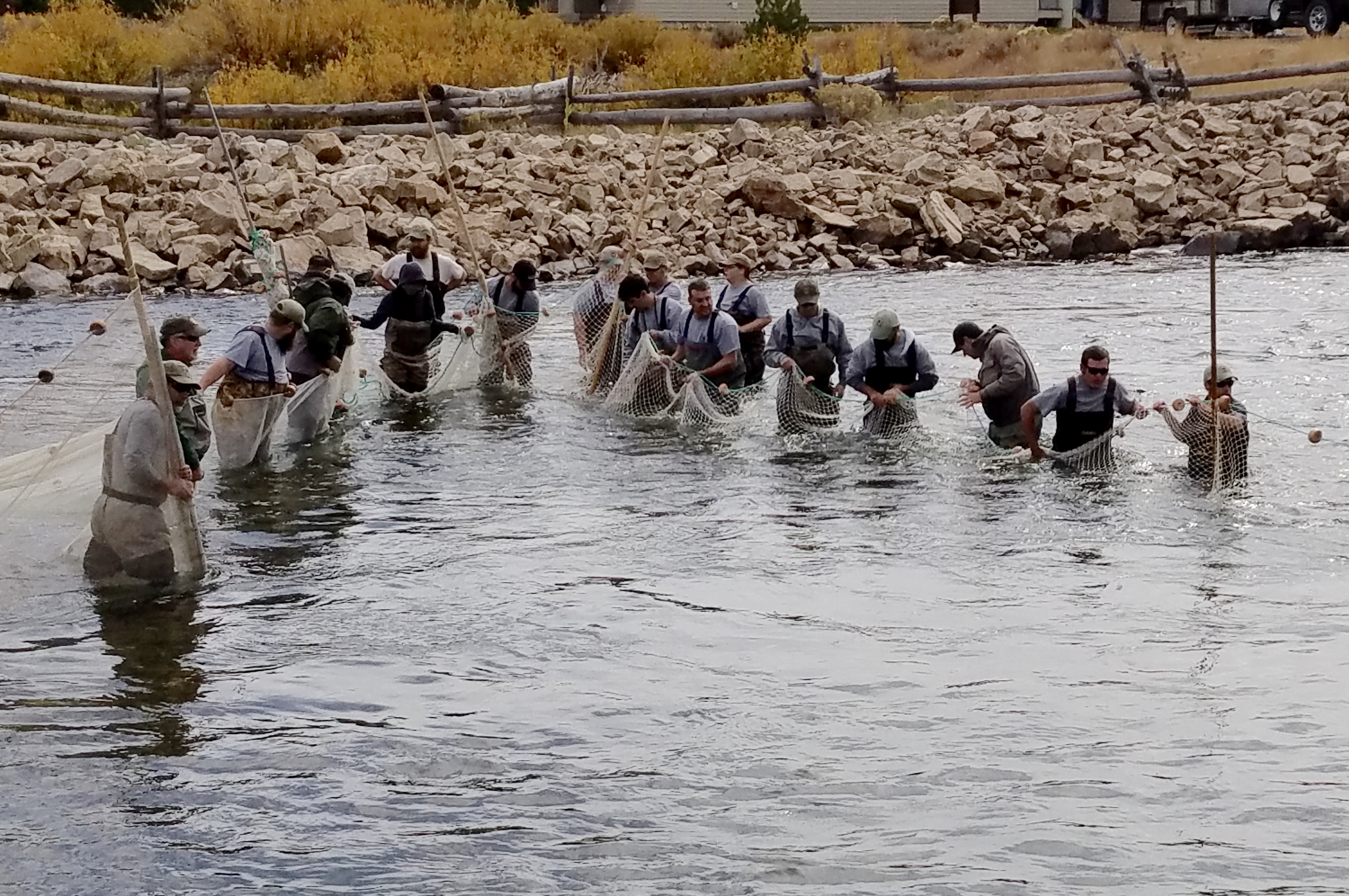 Sockeye, Southwest Region, Salmon Region, 