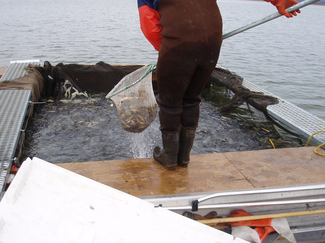 Trap net full of perch.