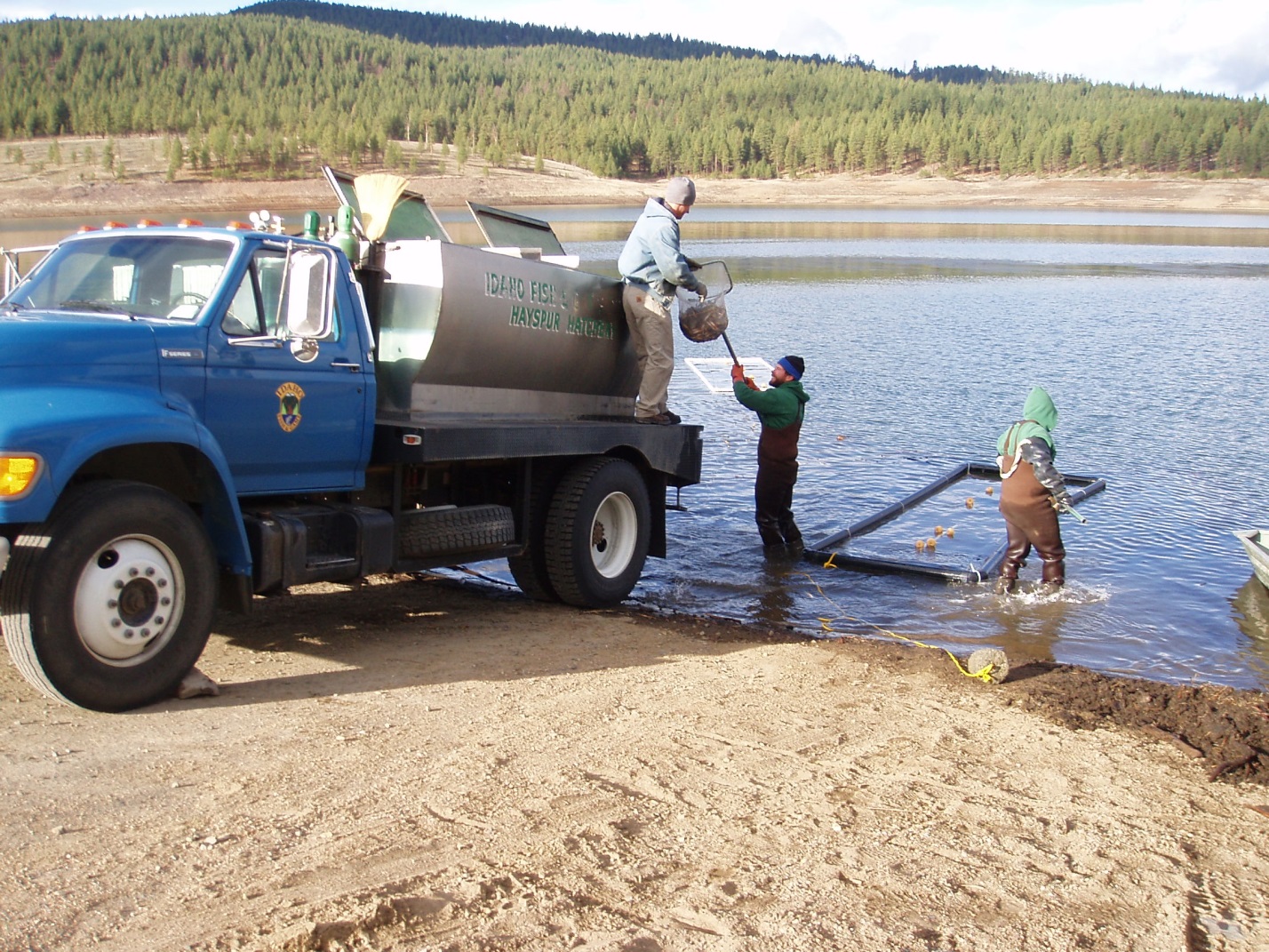 Phillips Reservoir perch being loaded onto transport truck to be moved to Lake Cascade