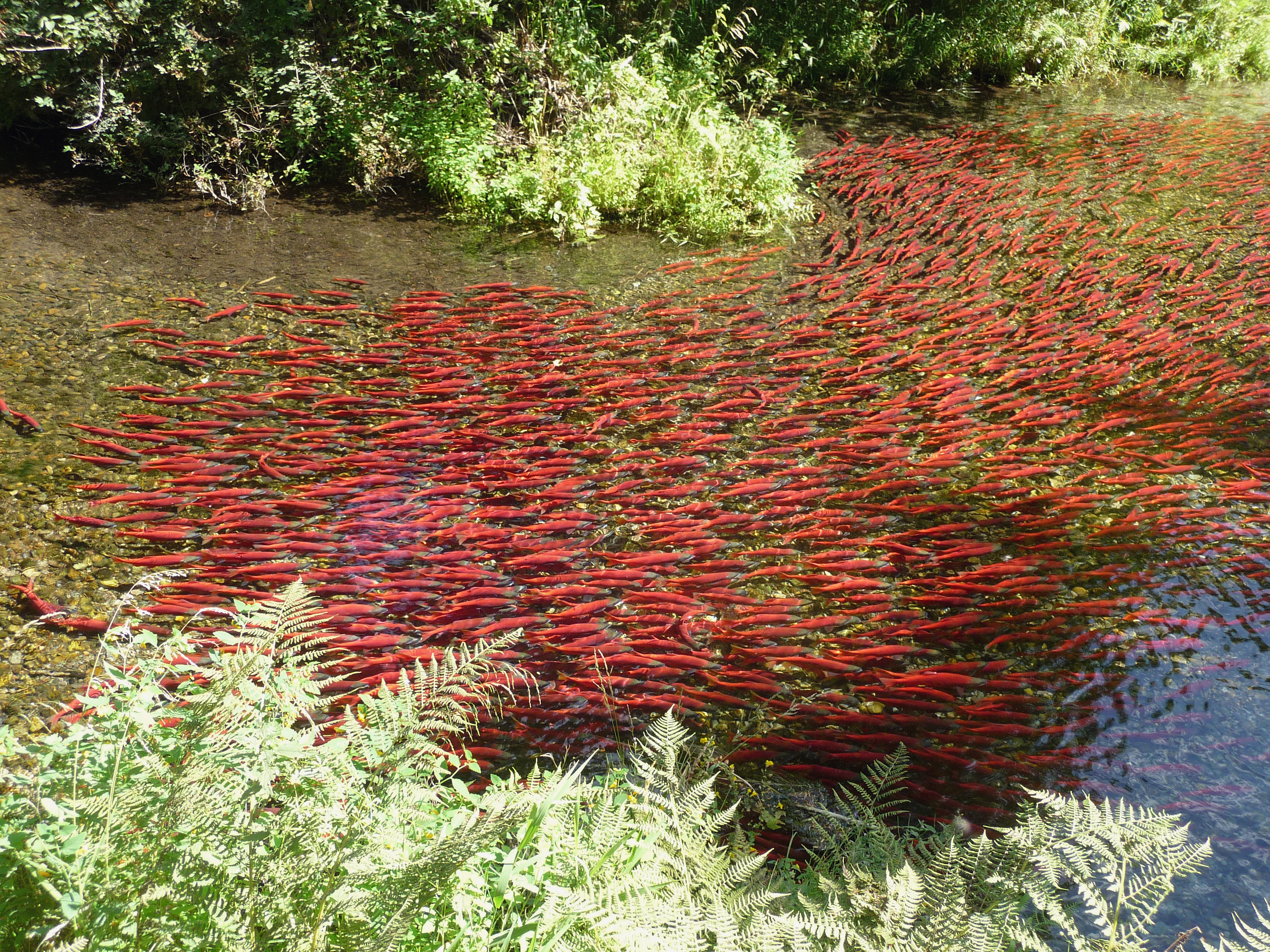 Kokanee spawners returning to Granite Creek