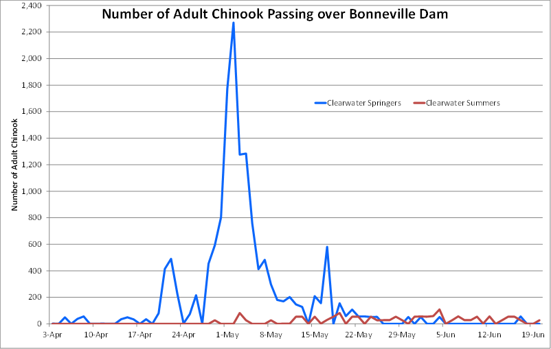 Number of adult Chinook passing over Bonneville Dam - 2016