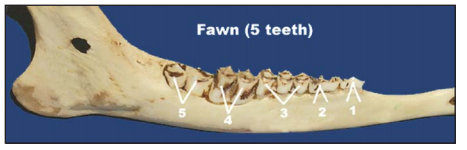 Fawn jawbone
