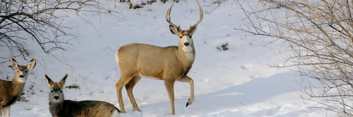 Mule deer in winter snow