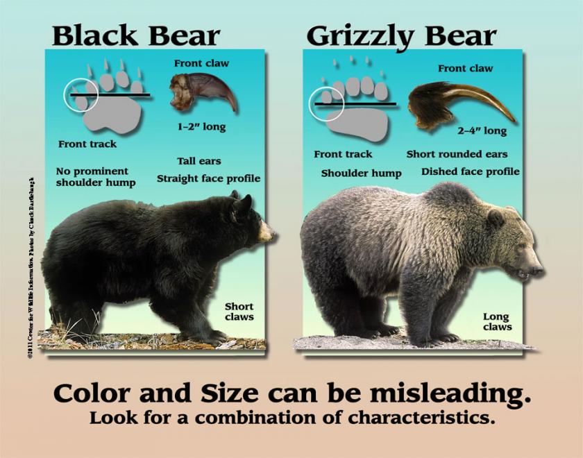 Bear Identification