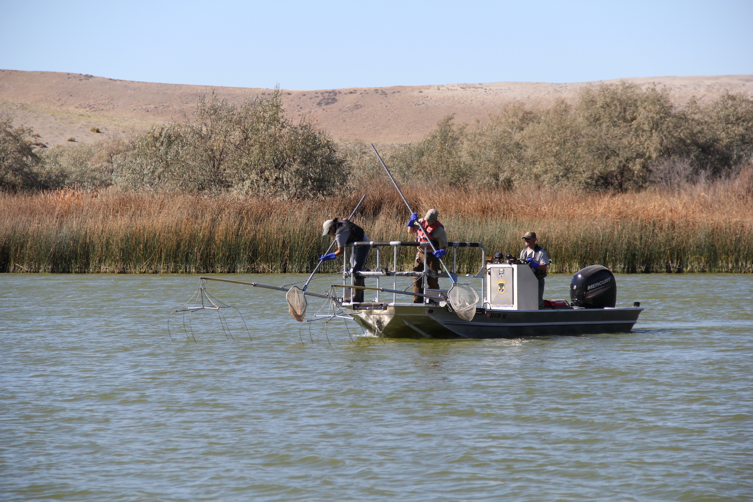 Fish salvage, electro fishing, Bruneau Dunes Pond, Magic Valley