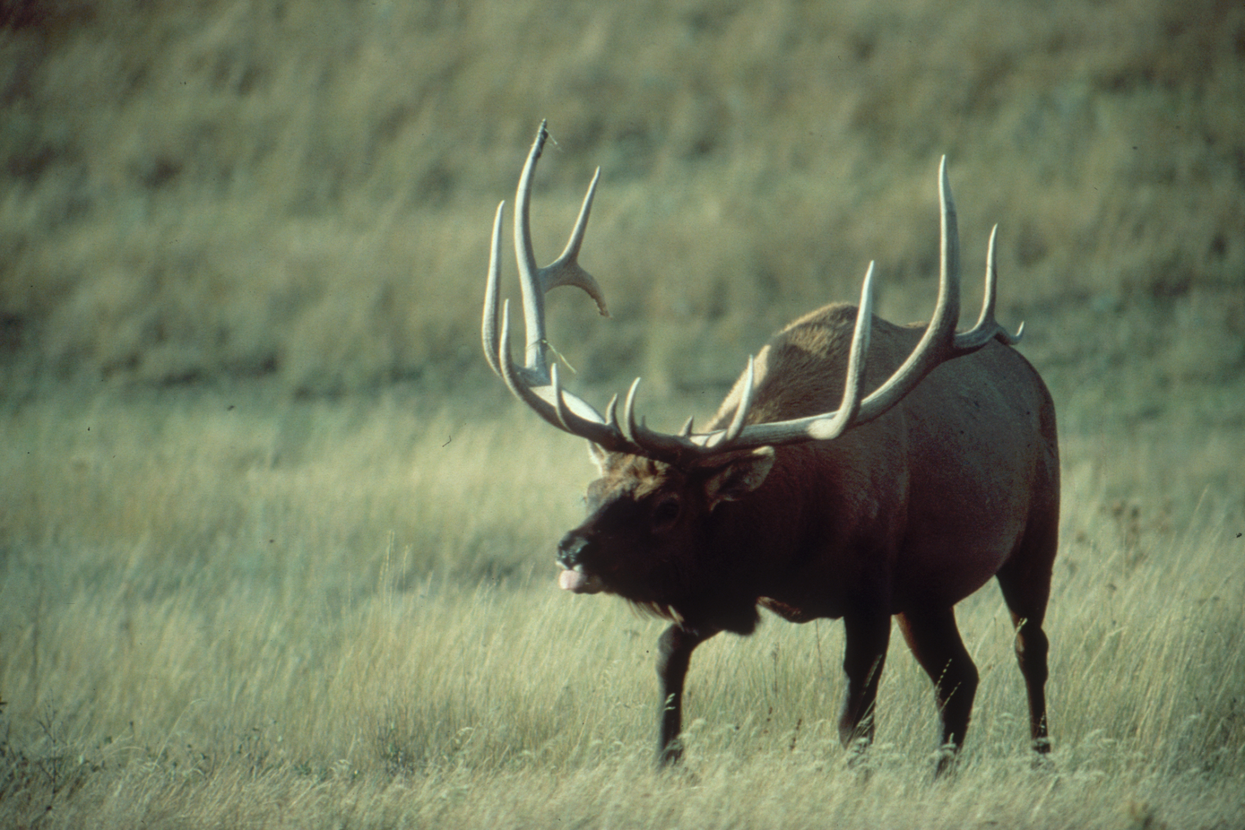 bull elk face off