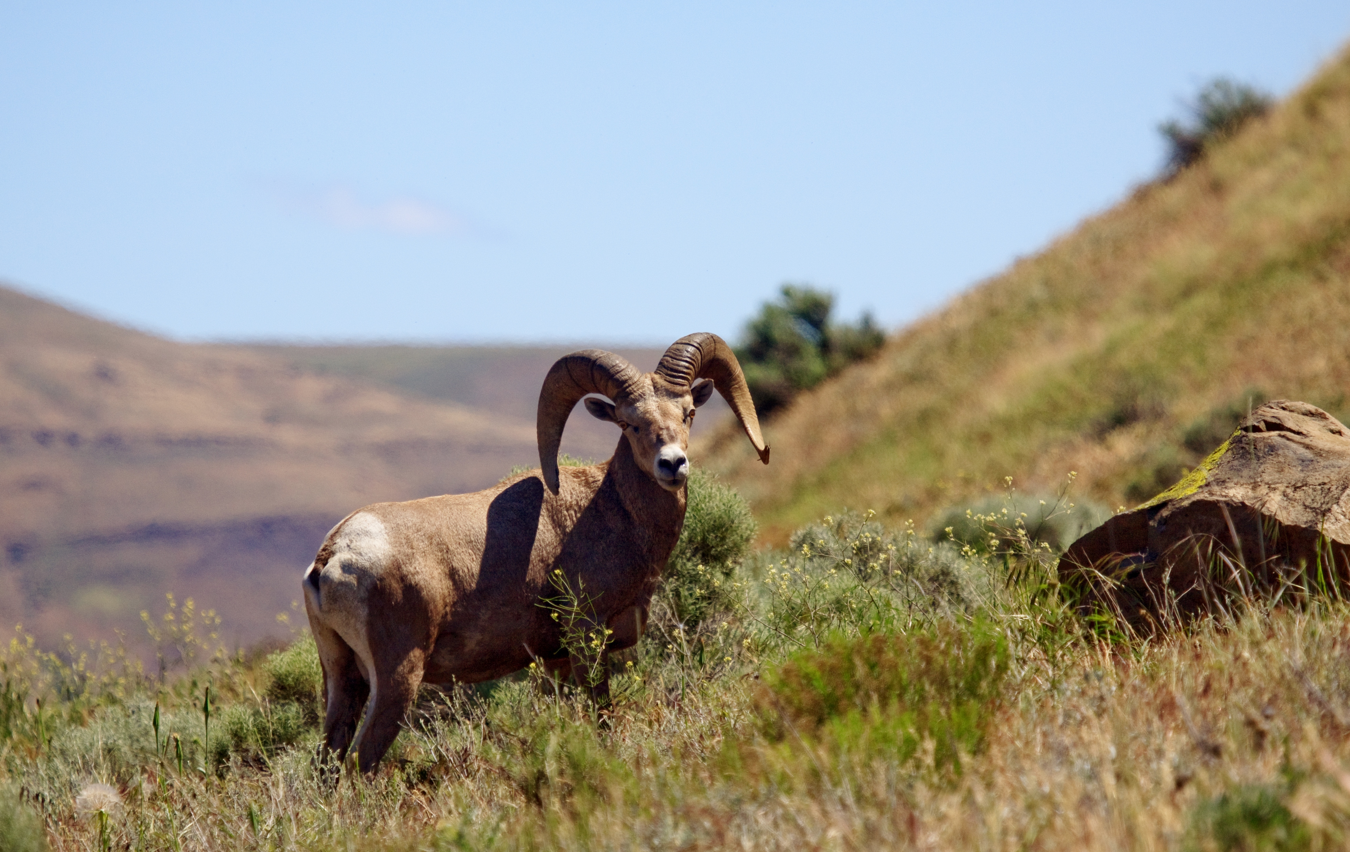 California bighorn in  the Owyhees June 2010